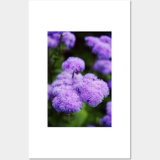 Purple Mimosa Flower Posters and Art